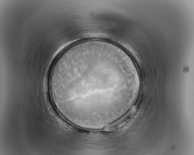 X0000099230983200805151625