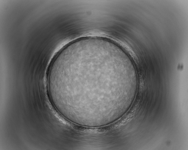 X0000099230990200805151625