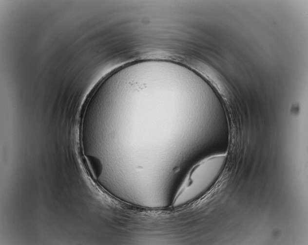 X0000099231000200805151625