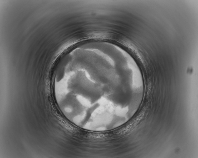 X0000099231019200805151625