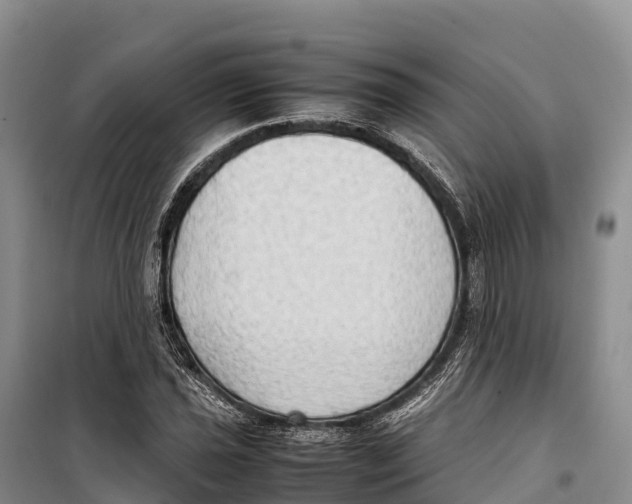 X0000099231021200805151625