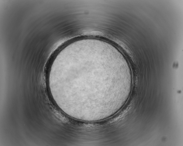 X0000099231022200805151625