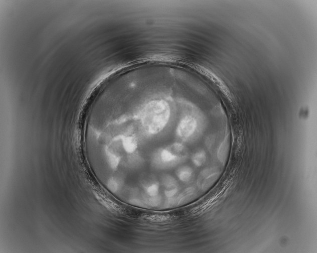 X0000099231027200805151625