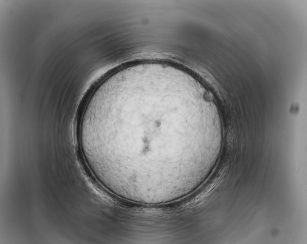 X0000099231030200805151625