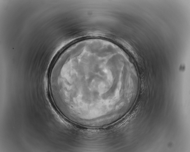 X0000099231032200805151625