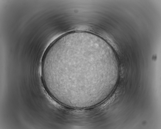 X0000099231036200805151625