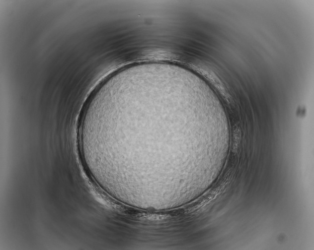 X0000099231039200805151625