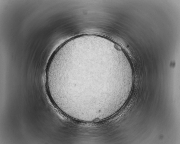 X0000099231040200805151625