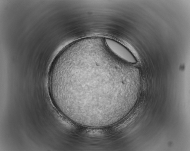 X0000099231043200805151625