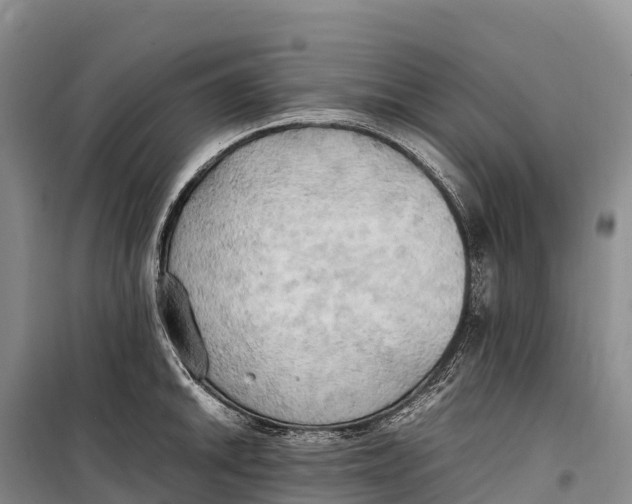 X0000099231046200805151625