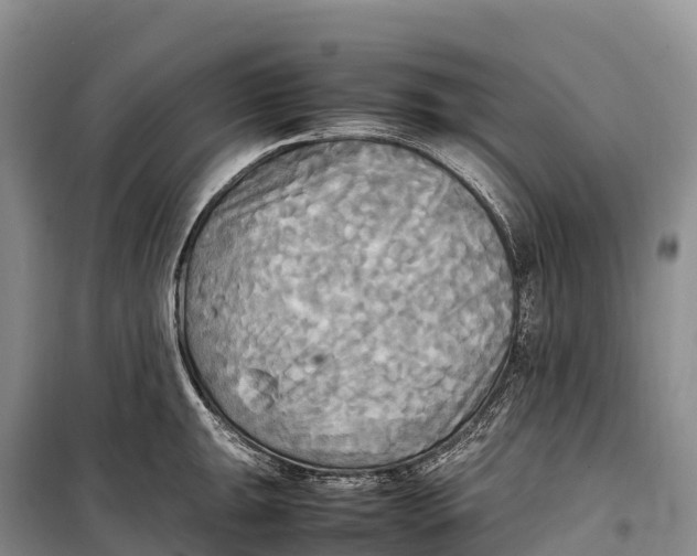 X0000099231047200805151625