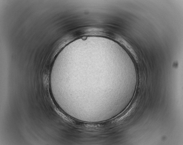 X0000099231049200805151625