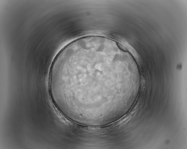 X0000099231052200805151625