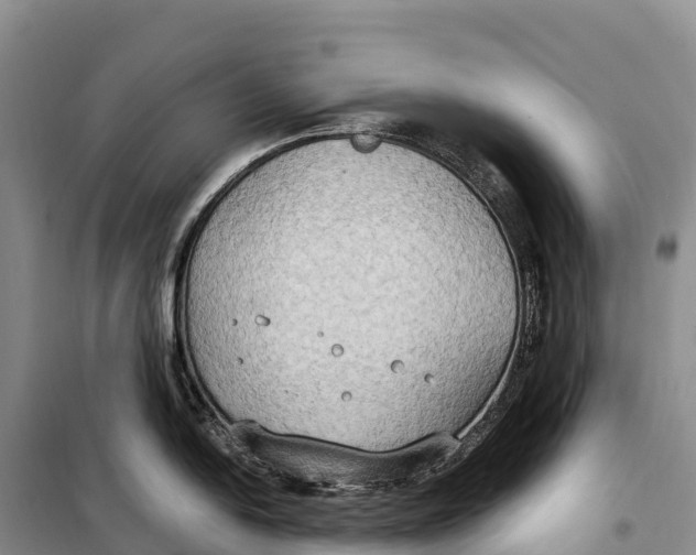 X0000099231054200805151625