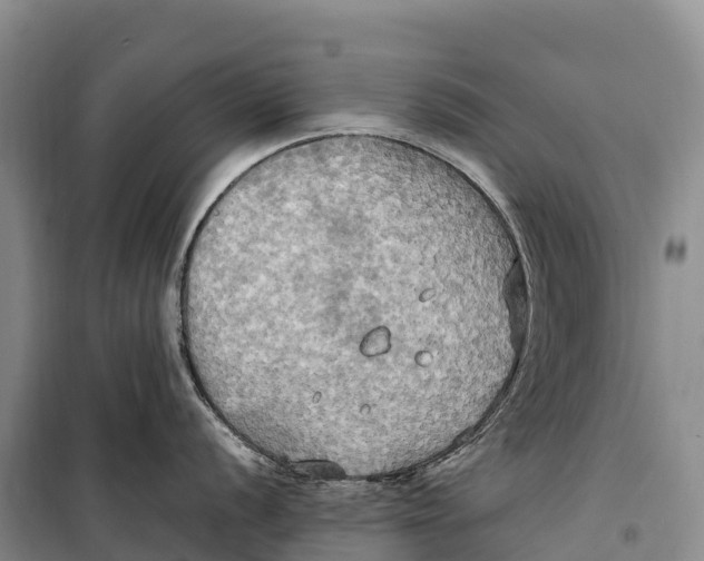 X0000099231056200805151625