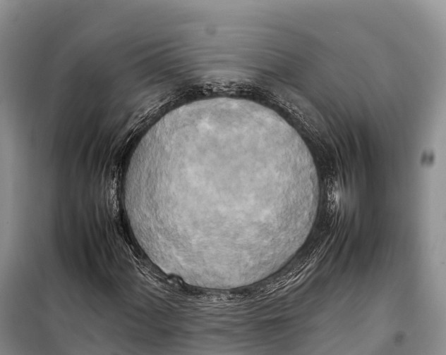 X0000099231060200805151624