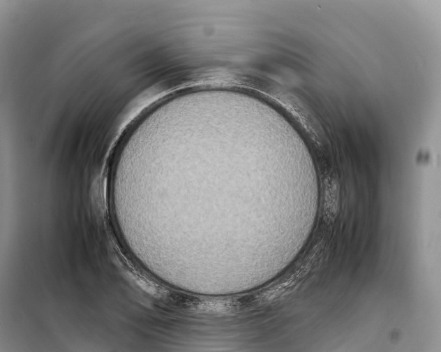 X0000099231078200805151624