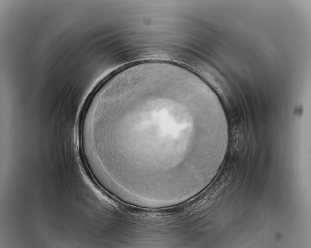 X0000099231084200805151624