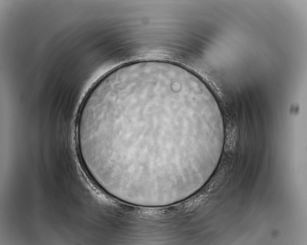 X0000099231086200805151624