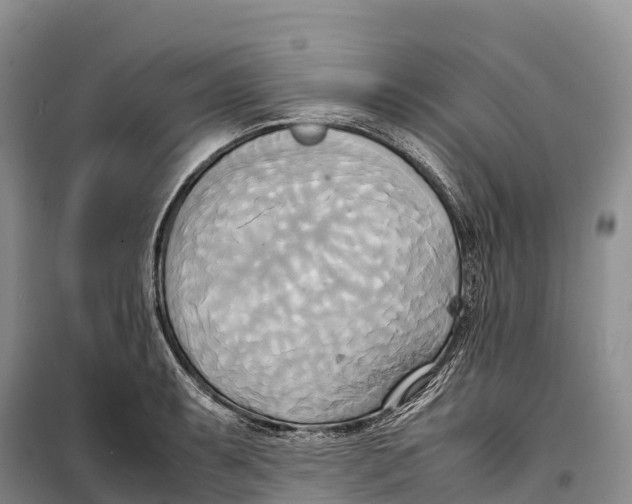 X0000099231087200805151624