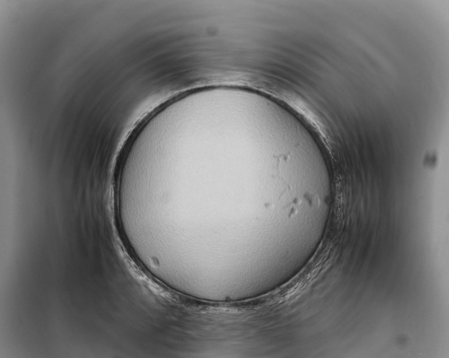 X0000099231088200805151624