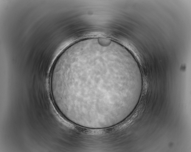 X0000099231090200805151624