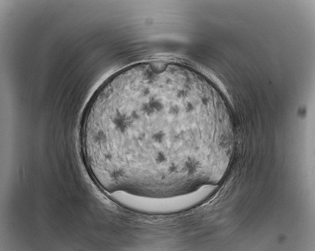 X0000099231091200805151624