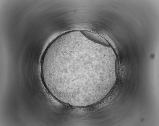 X0000099231096200805151624