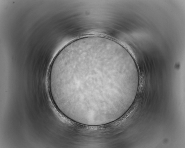 X0000099231098200805151624