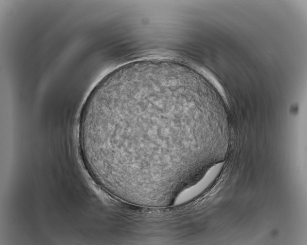 X0000099231099200805151624