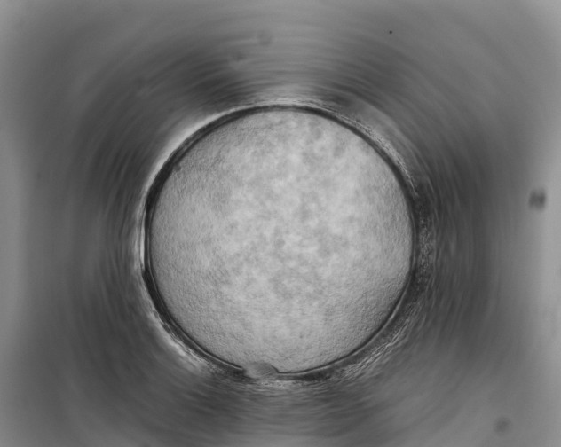 X0000099231132200805151623