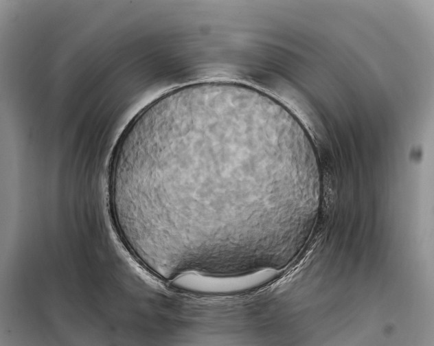 X0000099231142200805151624