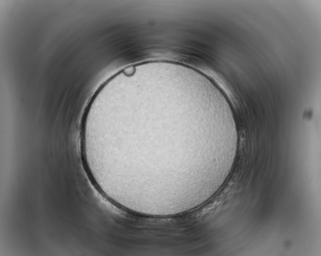 X0000099231143200805151624