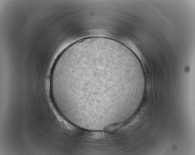 X0000099231144200805151624