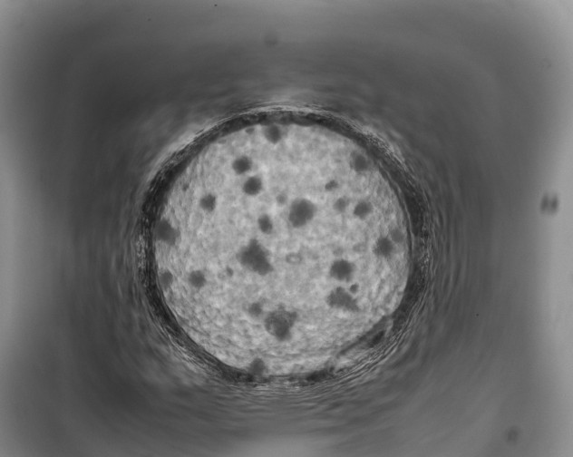 X0000099231159200805151623