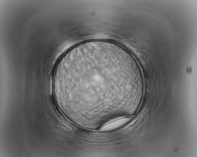 X0000099231171200805151623