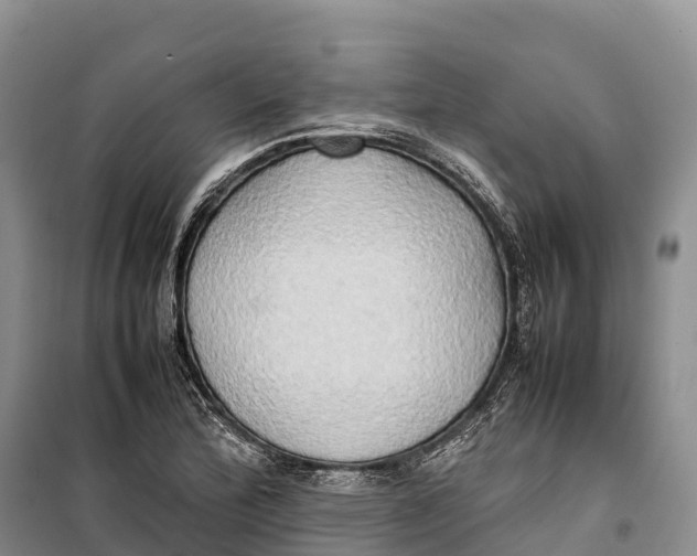 X0000099231172200805151623