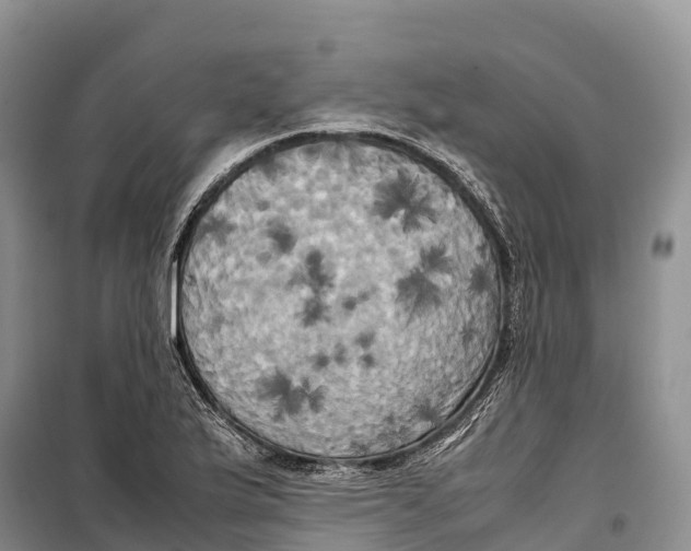 X0000099231175200805151623