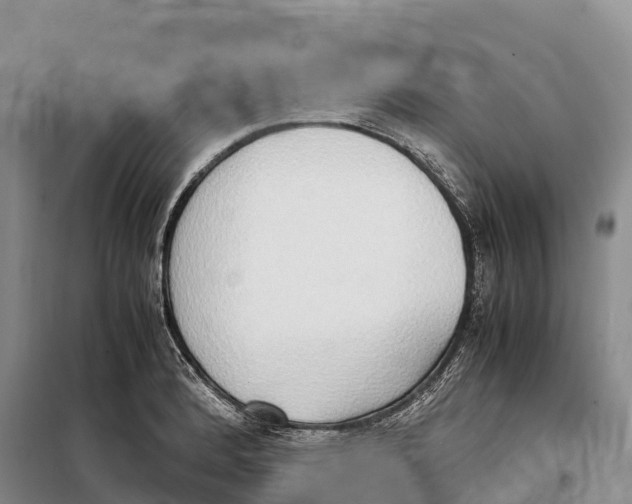 X0000099231184200805151622