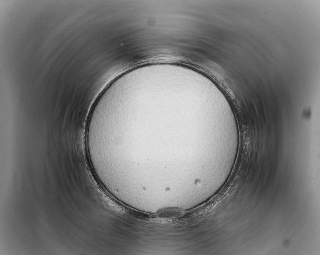 X0000099231186200805151622