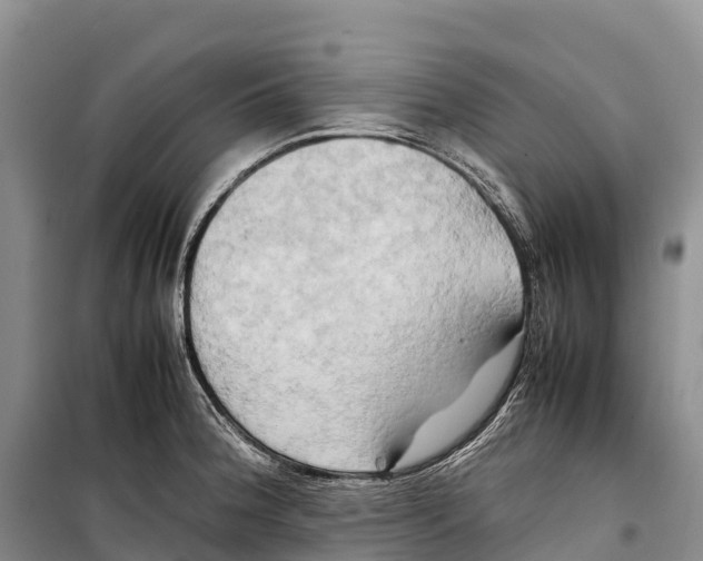 X0000099231188200805151622