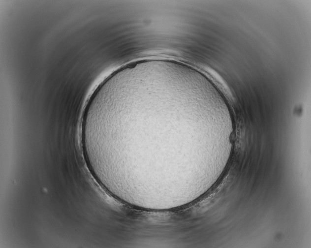 X0000099231196200805151622