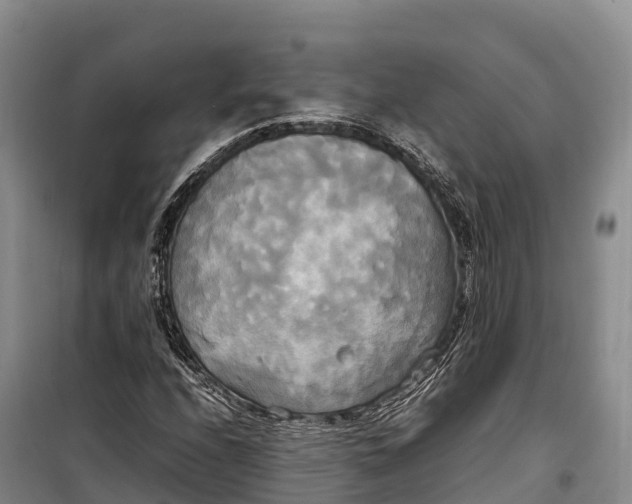 X0000099231208200805151622