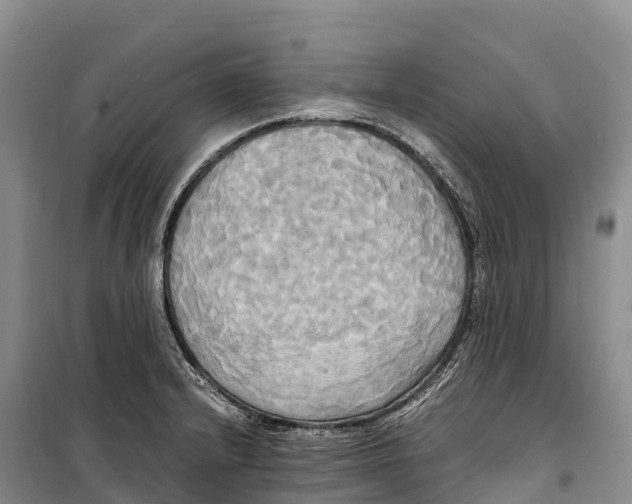 X0000099231232200805151622