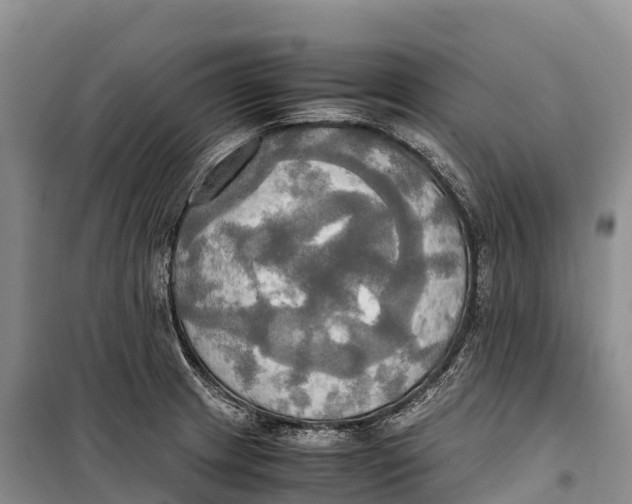 X0000099231233200805151622