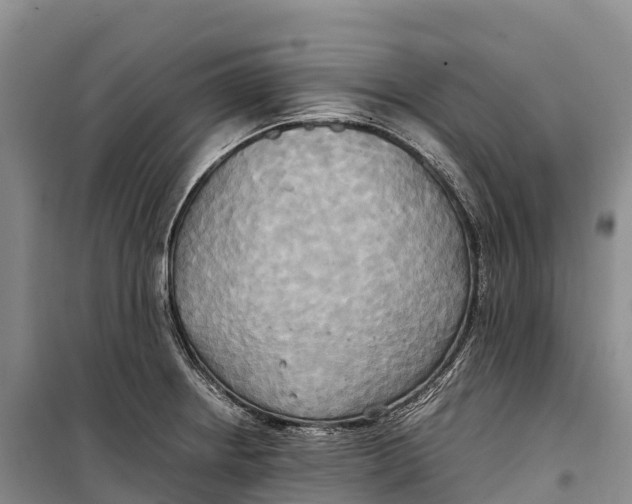 X0000099231234200805151622