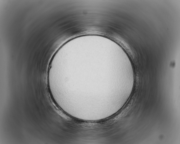 X0000099231236200805151622