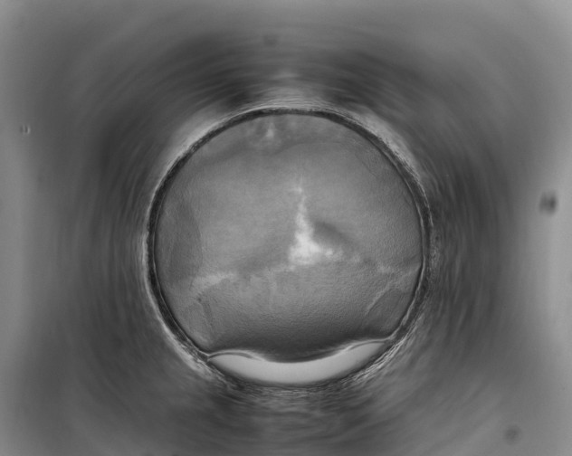 X0000099231237200805151622