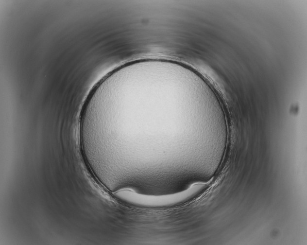 X0000099231238200805151622