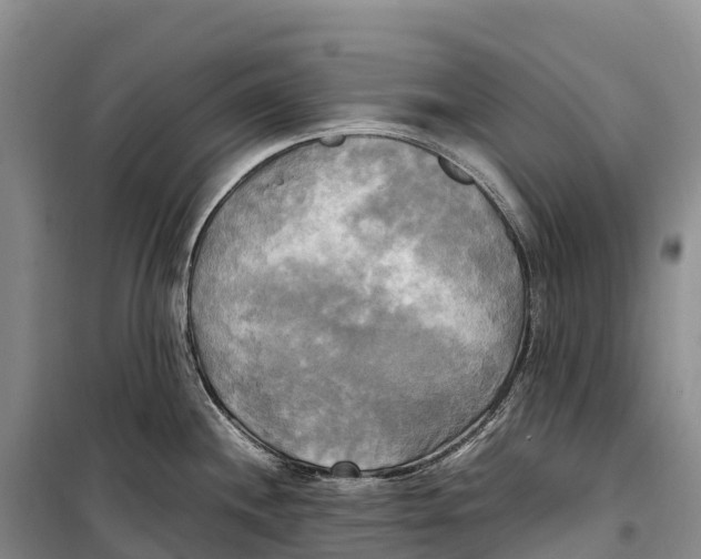 X0000099231244200805151622